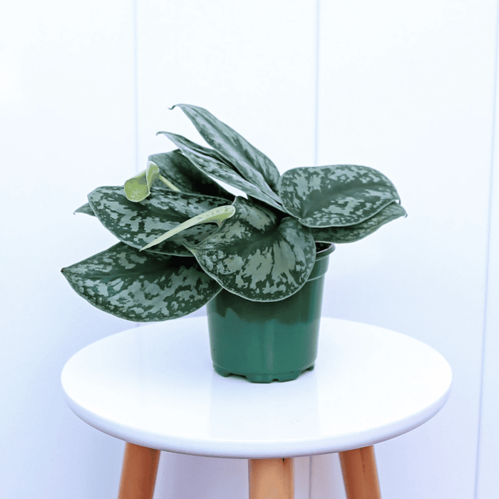 How to Grow and Care for Scindapsus Pictus 'Exotica' - Paisley Plants Scindapsus pictus exotica care guide