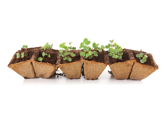 Seeds you should start now