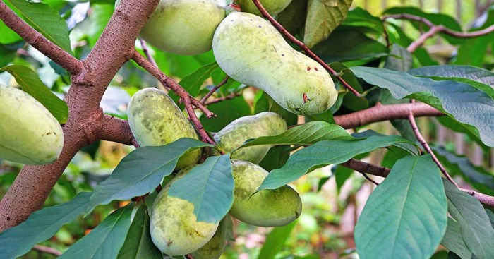 Pawpaw plant growing guide