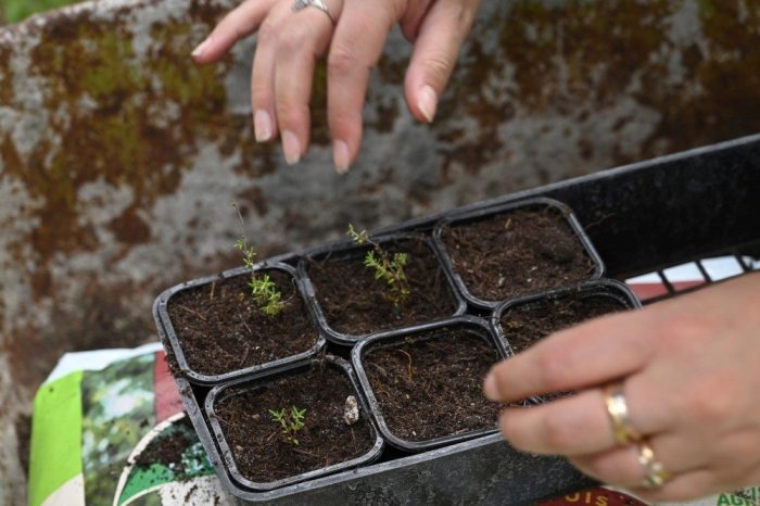How to propagate thyme