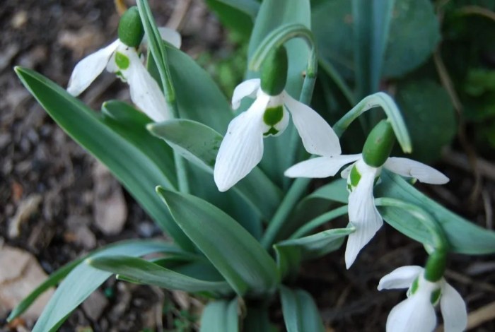 Reasons your plant is always droopy