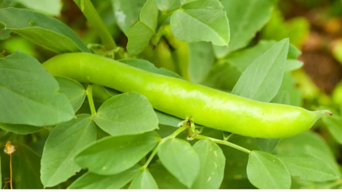 How to grow fava beans