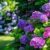 When to Prune Hydrangeas A Blooming Guide