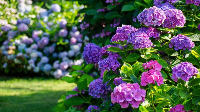 When to prune hydrangeas