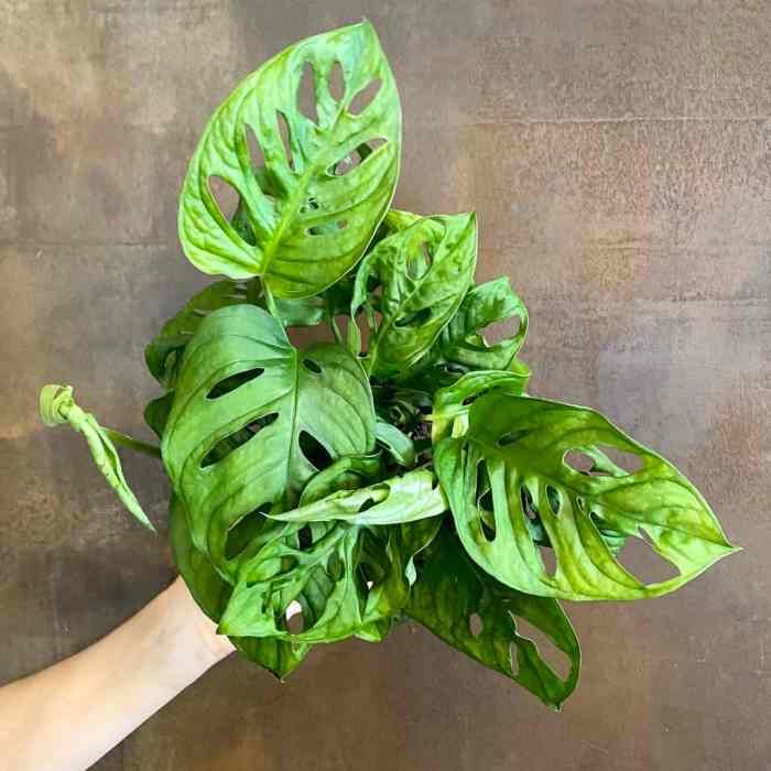 Grow monstera adansonii swiss cheese plant