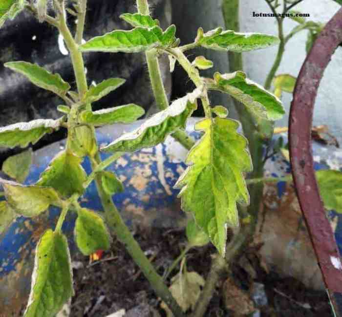 Reasons your plant is always droopy