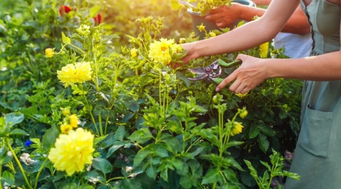 How to grow and care for dinner plate dahlia