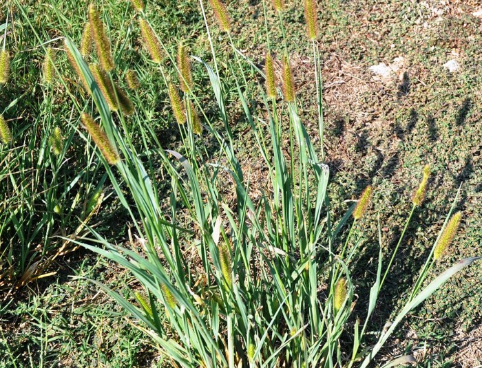 Foxtail palm growing guide