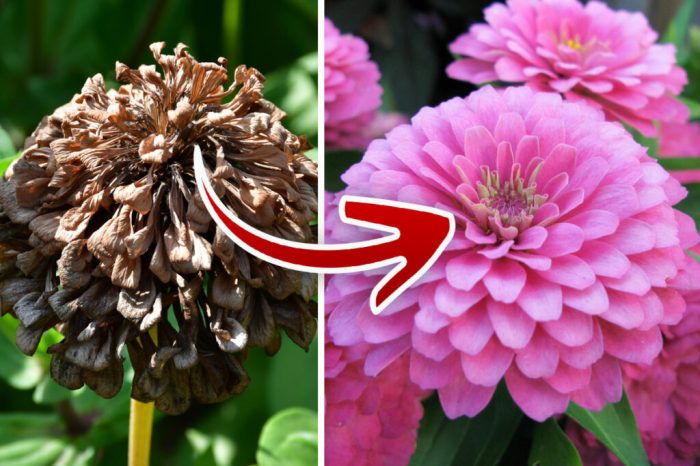 How to Make Zinnias Bloom More : A Beginners Guide to Pinching ...