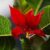 How to Make Poinsettia Bloom Again