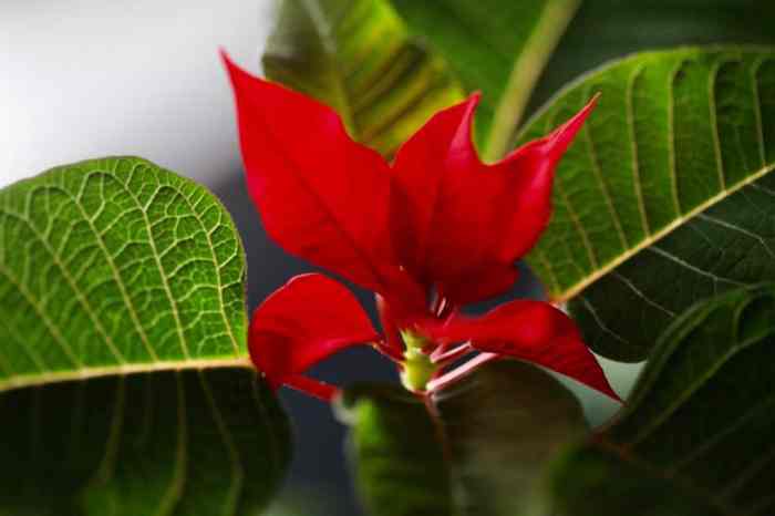 How to make poinsettia bloom again