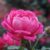 Ways to Landscape with Roses A Blooming Guide