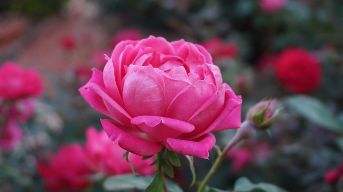 Ways to landscape with roses