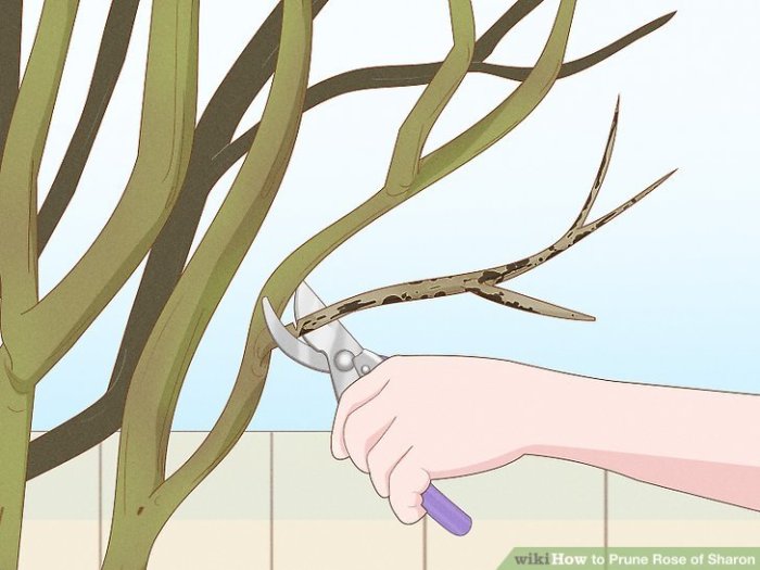 When to prune rose of sharon