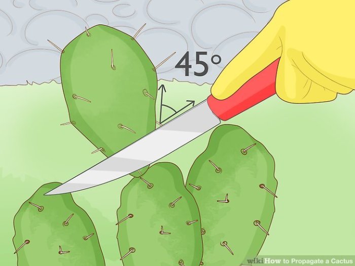 How to propagate cactus