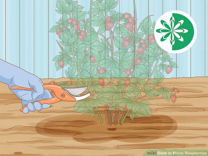 How to Prune Raspberries (with Pictures) - wikiHow How to prune raspberries like a pro