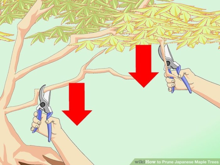 How to prune a japanese maple