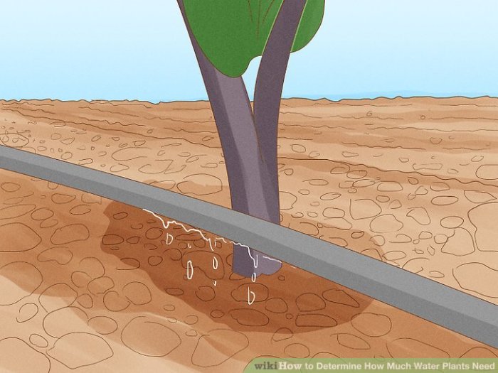 How much to water plants in fall
