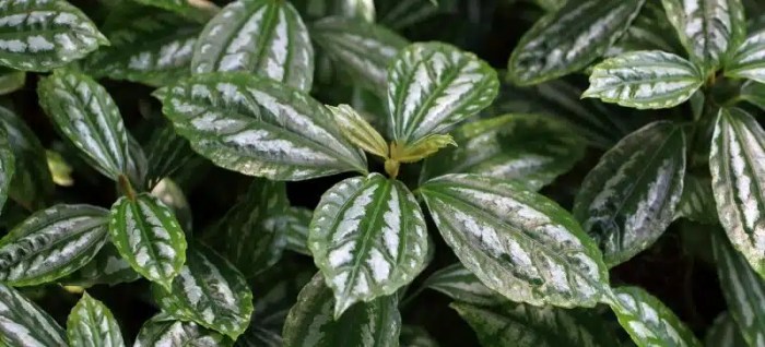 How to grow and care for aluminum plant