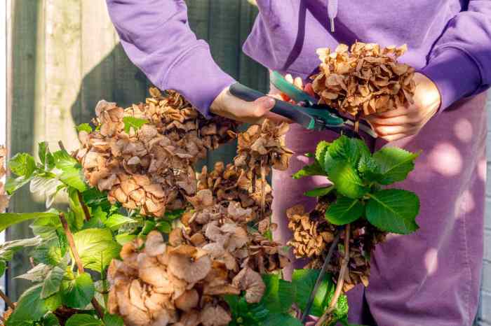 Pruning hydrangeas in autumn