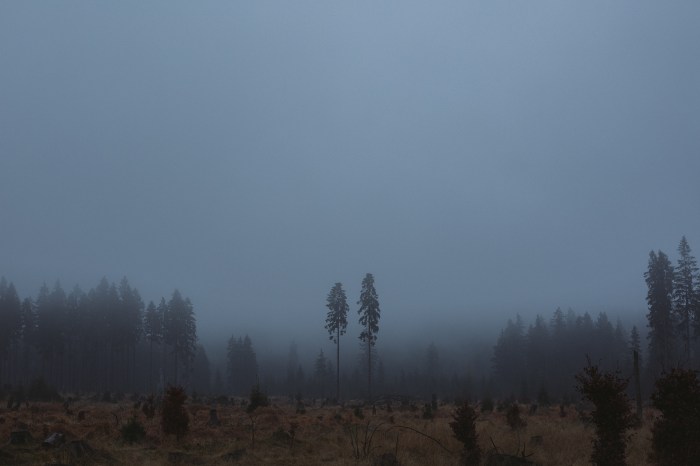 Dark living room ideas