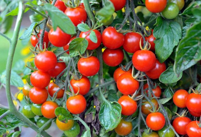 Growing and caring for cherry tomatoes