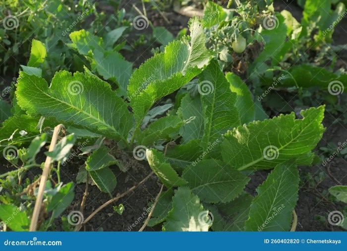 Growing Horseradish: How to Plant, Grow, and Harvest Horseradish Growing Horseradish: How to Plant, Grow, and Harvest Horseradish
