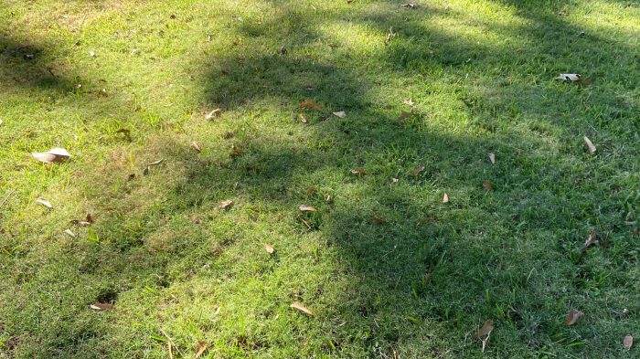 All about bermuda grass