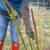How to Prune Fruit Trees A Comprehensive Guide