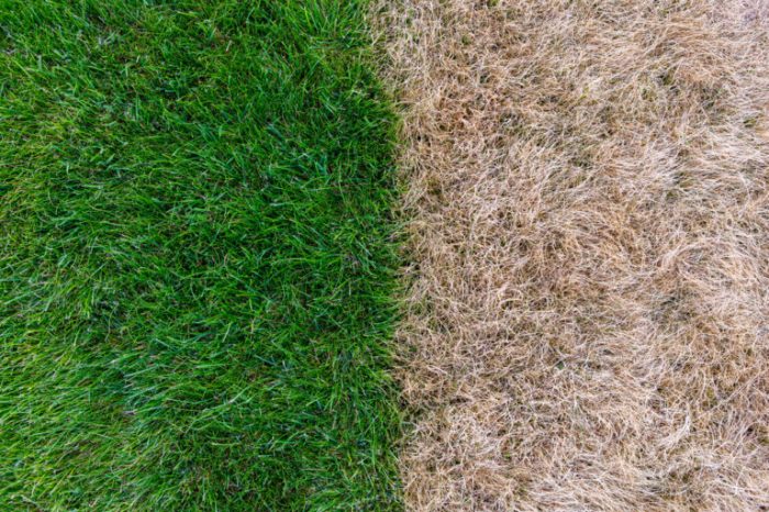My lawn is turning brown - The Organic Turf Company This product is making my brown lawn green again