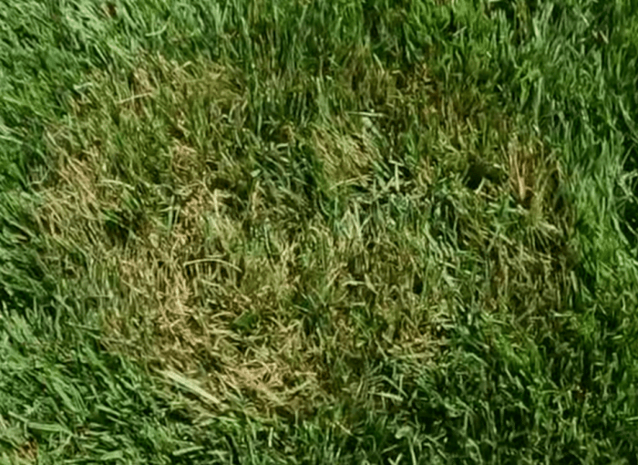 Brown patch lawn disease
