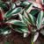Calathea Musaica Care Guide A Deep Dive