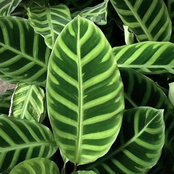 Calathea musaica care guide