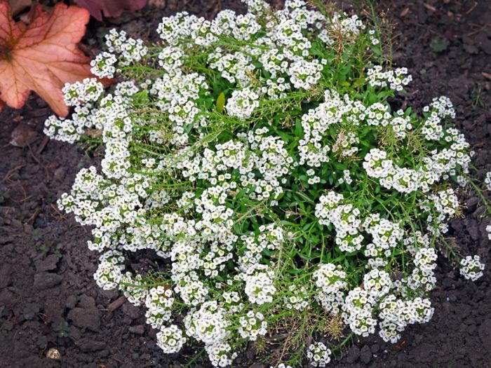 Sweet alyssum winter care