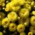 Chrysanthemum Flowers Hardy Mums Unveiled