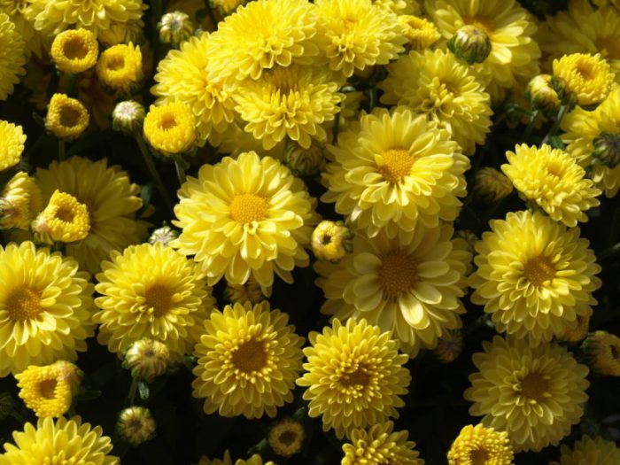 Chrysanthemum flowers what are hardy mums