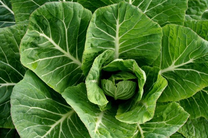 How to grow collard greens