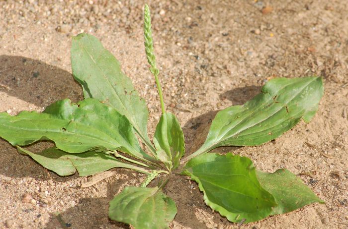 Plants that are weeds