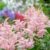 Companion Plants for Hostas A Gardeners Guide