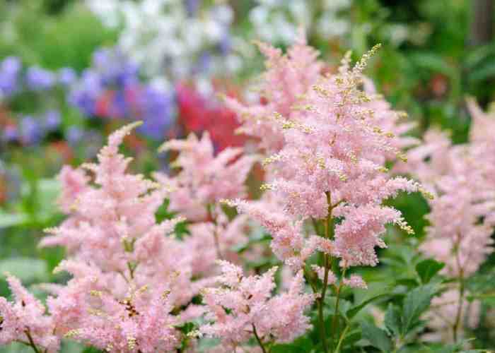 Companion plants for hostas