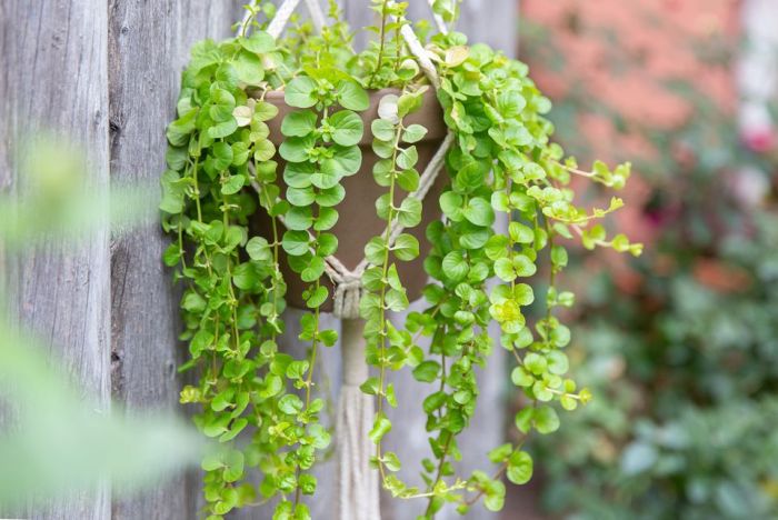 Creeping jenny container plant