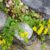 Creeping Jenny Container Plant A Gardeners Delight