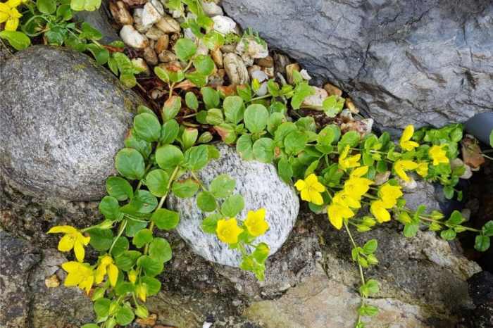 Creeping jenny container plant