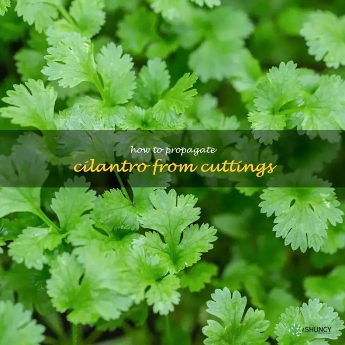 How to propagate cilantro in water
