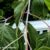 Boxelder Tree Plant Profile A Deep Dive