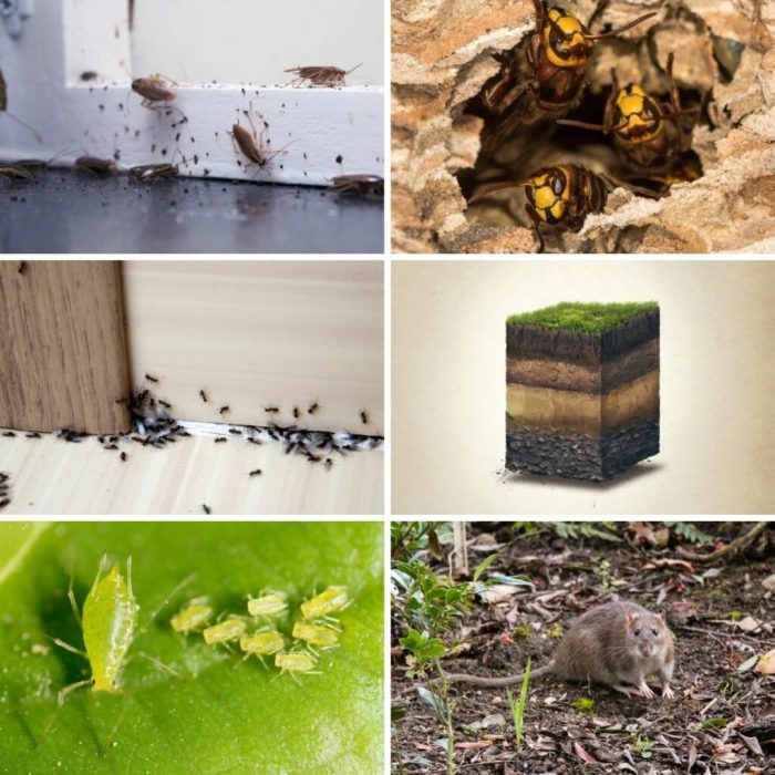 How to use diatomaceous earth