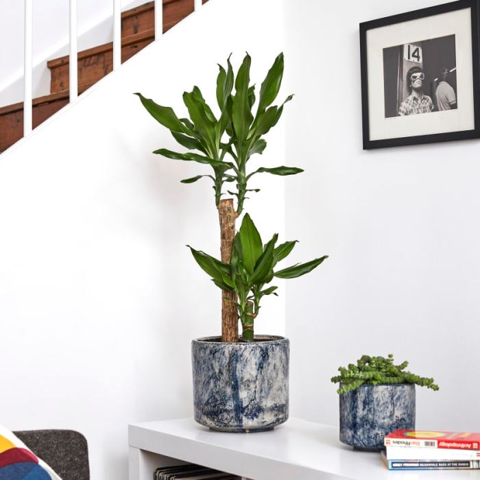 Dracaena Fragrans Burley in Nursery Grow Pot – Pulpy Garden Grow dracaena fragrans indoors