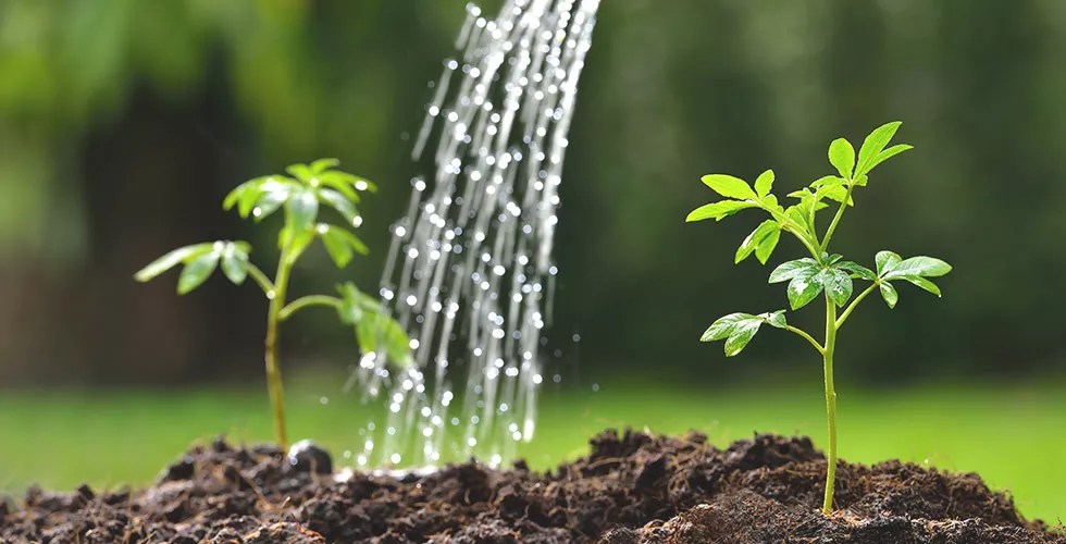 How to grow better hydrangeas