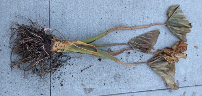 How to overwinter elephant ears