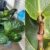Fiddle Leaf Fig Not for Beginners